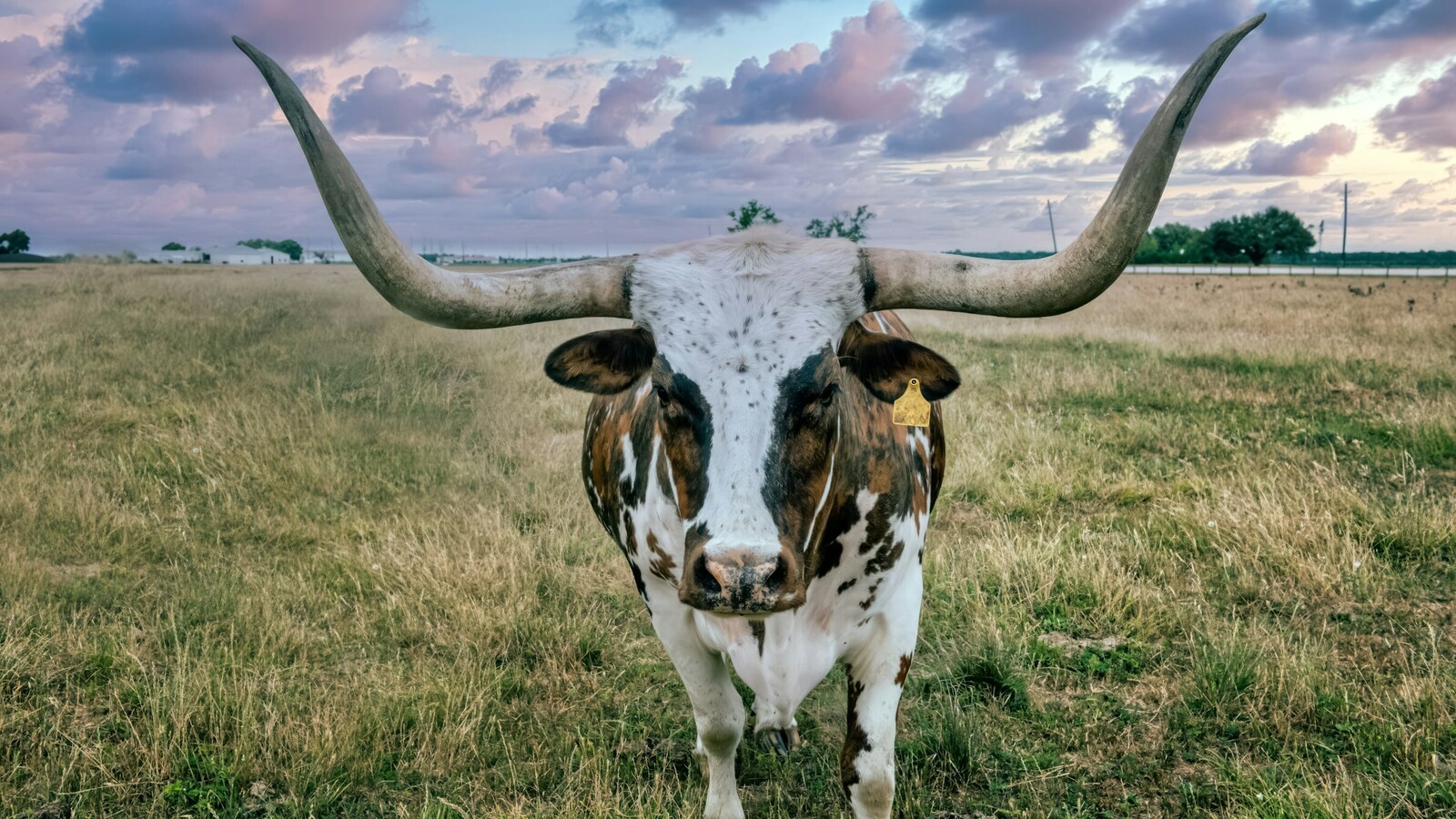 Longhorns 4-1600.jpg?v=1